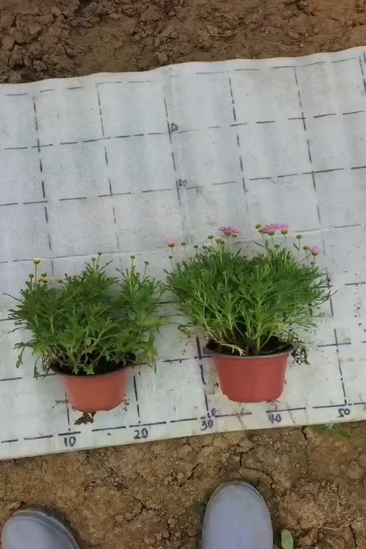 高度15厘米菊花
