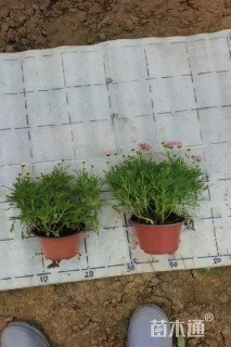 高度15厘米菊花