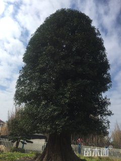 155公分椤木石楠
