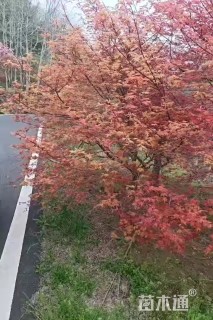 19公分日本红枫