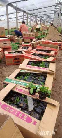 高度10厘米松果菊