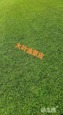 大叶油草