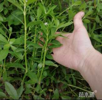 高度30厘米莲子草