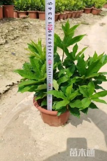 高度30厘米黄蝉