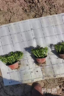 高度8厘米三七景天