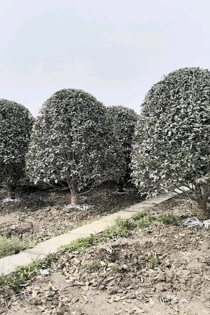 13公分桂花
