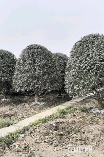 13公分桂花