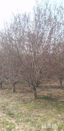 25公分绚丽海棠