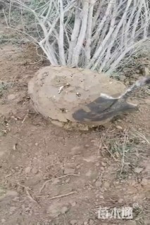 高度250厘米丛生石榴