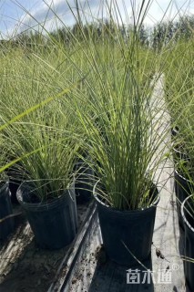 高度60厘米晨光芒