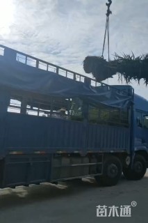 裸干高30厘米加拿利海枣