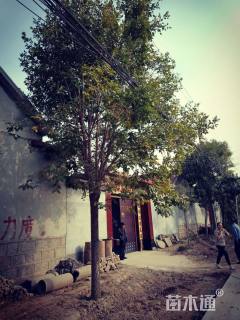 20公分白蜡
