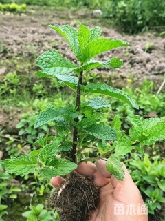 高度10厘米薄荷