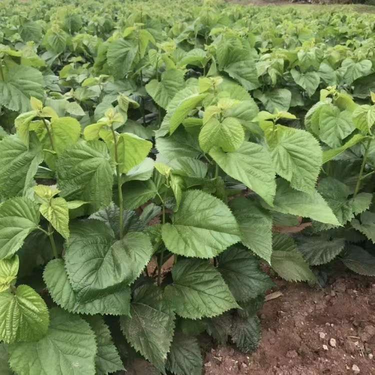 15公分桑树