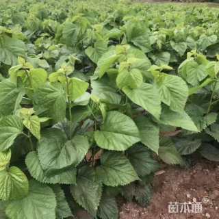 15公分桑树