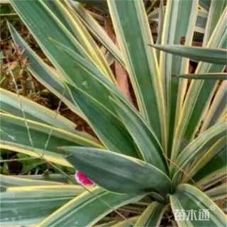 高度50厘米金边凤尾兰