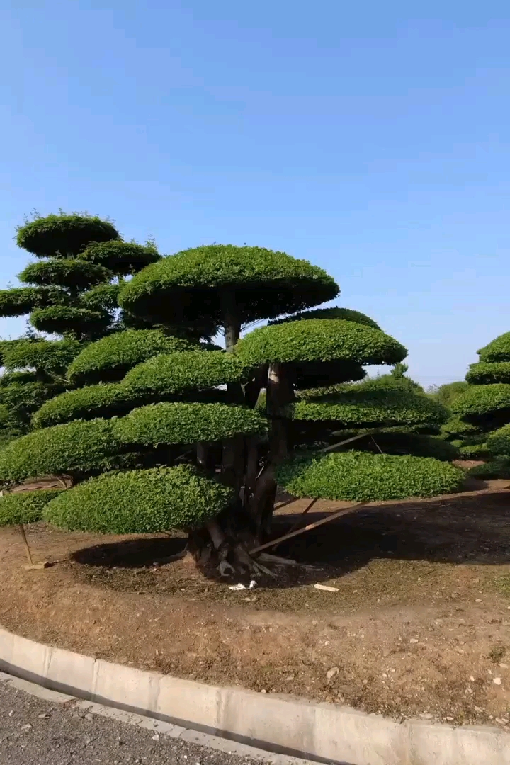 130公分造型对节白蜡