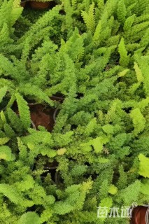 25厘米天门冬