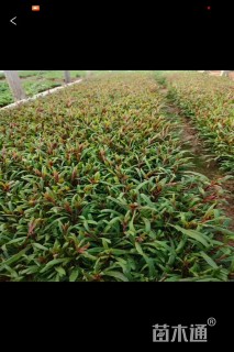 高度10厘米山桃草