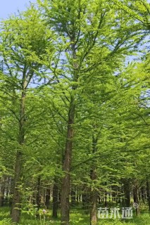18公分中山杉