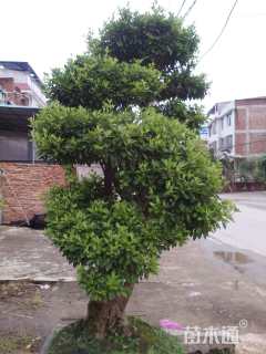 高度350厘米映山红