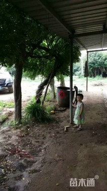 主蔓长400厘米紫藤