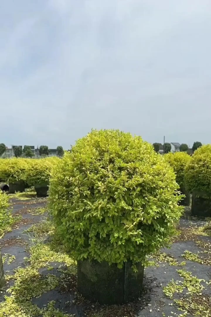 冠幅80厘米亮金女贞球