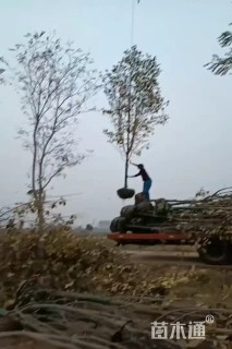 15公分紫玉兰
