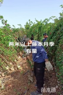 高度180厘米月季
