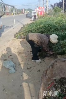 高度1500厘米蔷薇