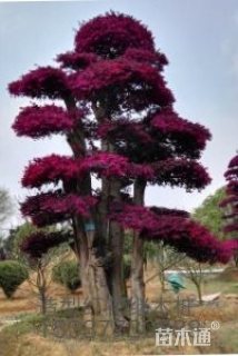 300厘米造型红花继木桩