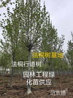 10公分美国红枫