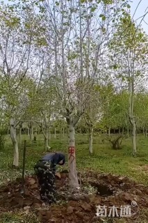 16公分二乔玉兰