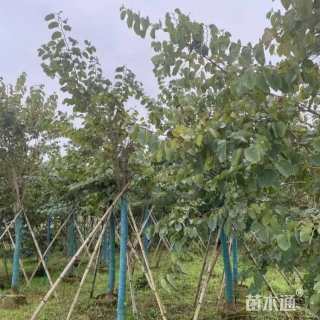 4公分洋紫荆