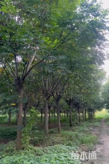 18公分黄山栾树