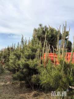 高度300厘米黑松