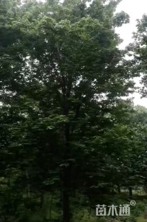 15公分美国红枫