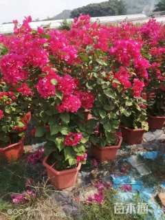 高度50厘米三角梅