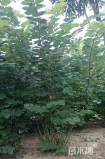 高度120厘米丛生紫荆