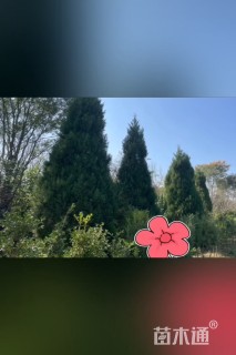 高度320厘米塔柏