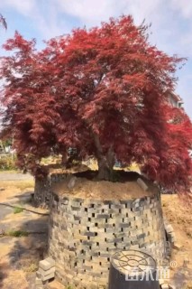 高度250厘米羽毛枫