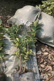 高度35厘米金边黄杨