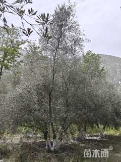 20公分油橄榄