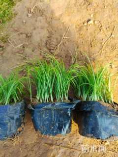 高度10厘米青绿苔草