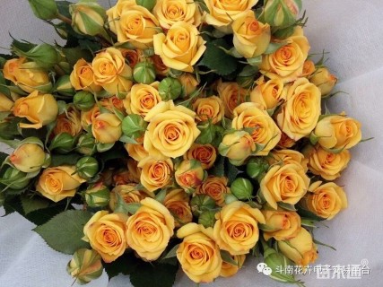 高度20厘米玫瑰