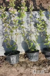 高度60厘米花叶锦带