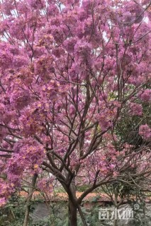 15公分紫花风铃木