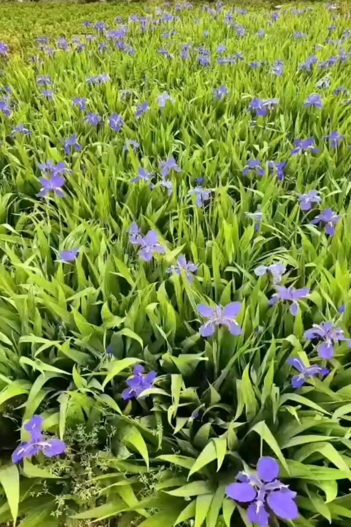 高度30厘米大花萱草