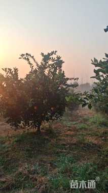 高度350厘米金兰柚