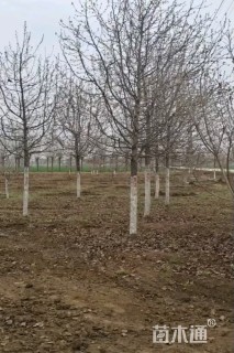 12公分彩叶豆梨